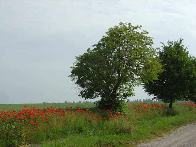 DSC05509